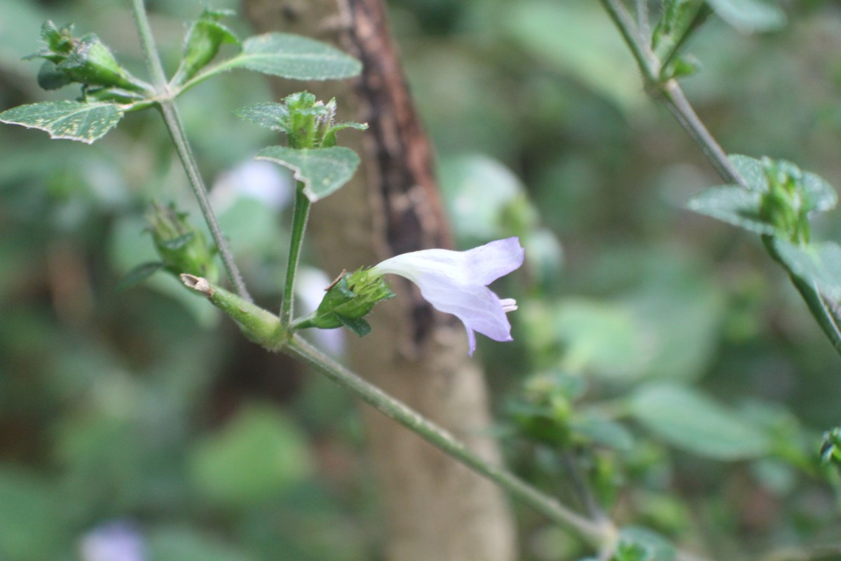 Strobilanthes exserta C.B.Clarke